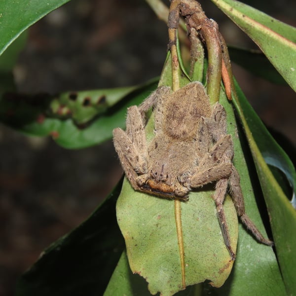 Heteropoda pingtungensis