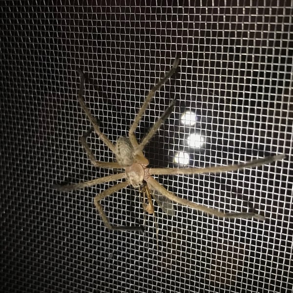 Olios giganteus