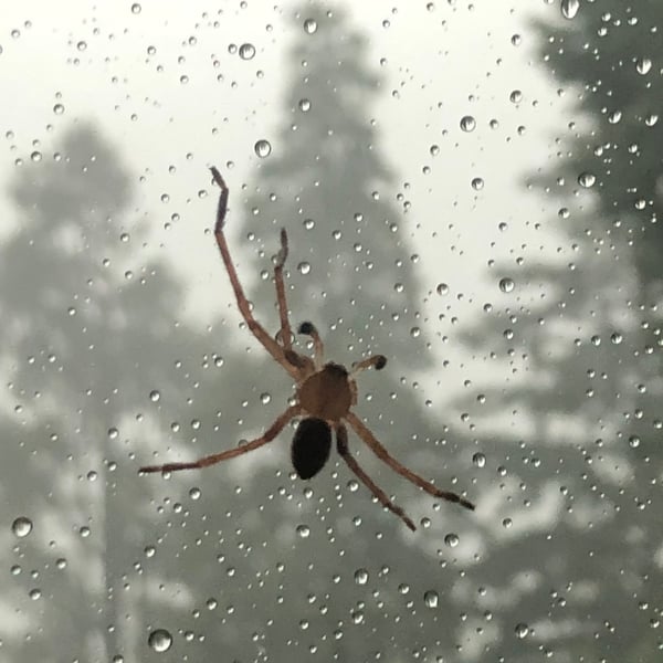 Olios argelasius