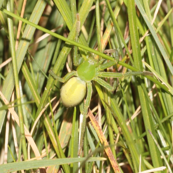 Micrommata
