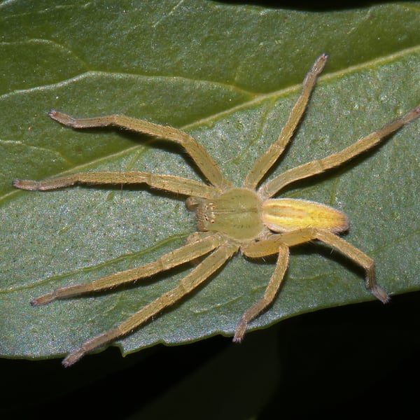 Micrommata virescens