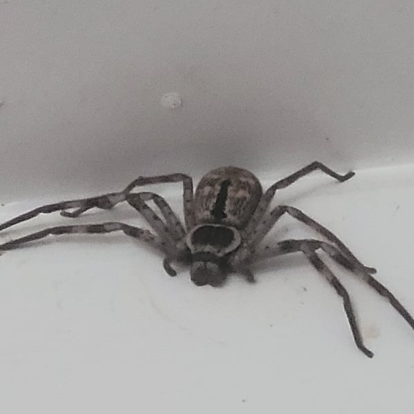 Holconia immanis