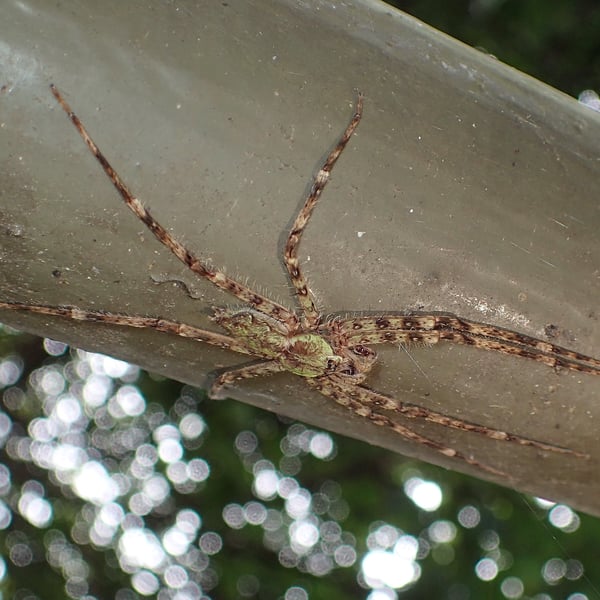 Pandercetes