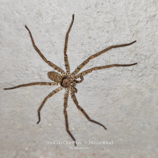 Palystes superciliosus