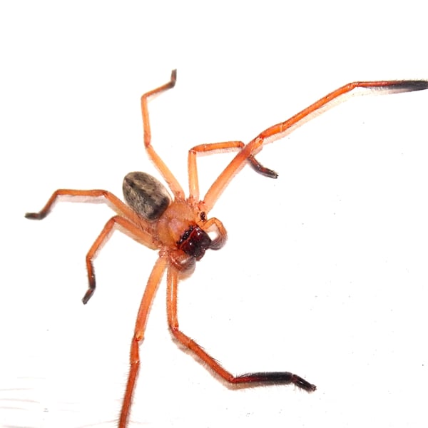 Delena cancerides