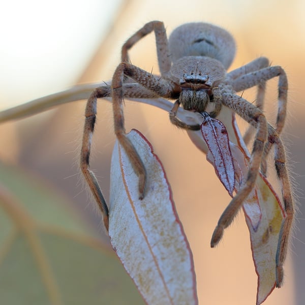 Isopedella