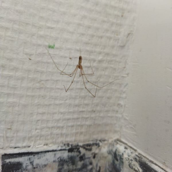 Pholcidae