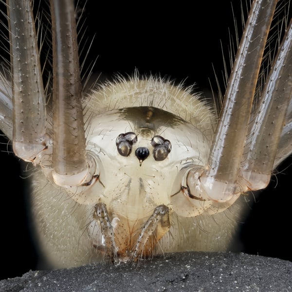 Pholcus phalangioides
