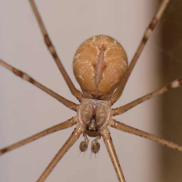 Holocnemus pluchei