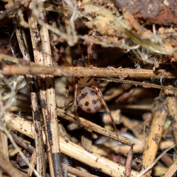 Scytodes thoracica