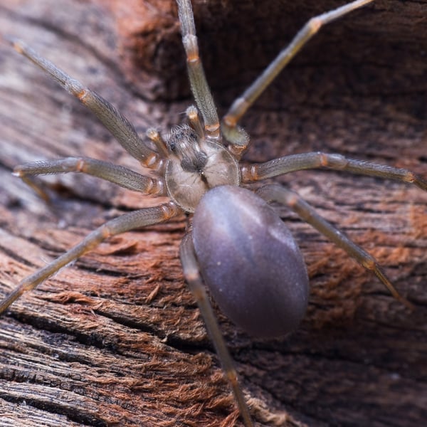 Loxosceles reclusa