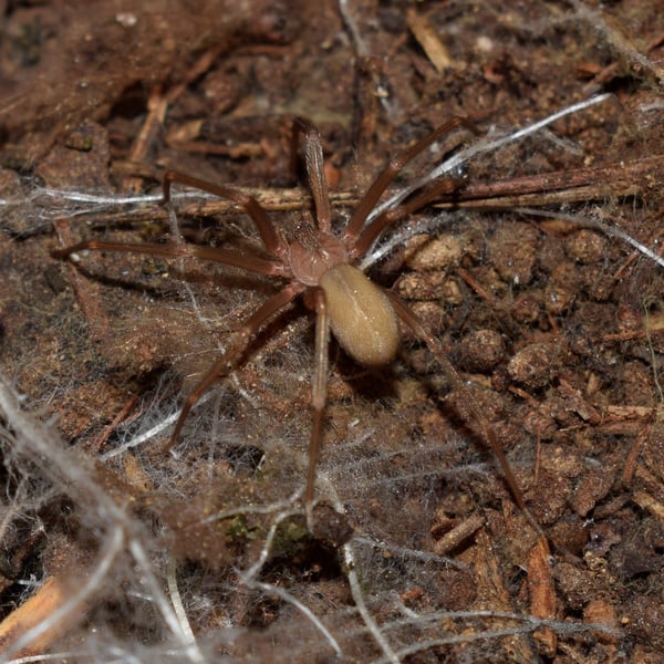 Loxosceles rufescens