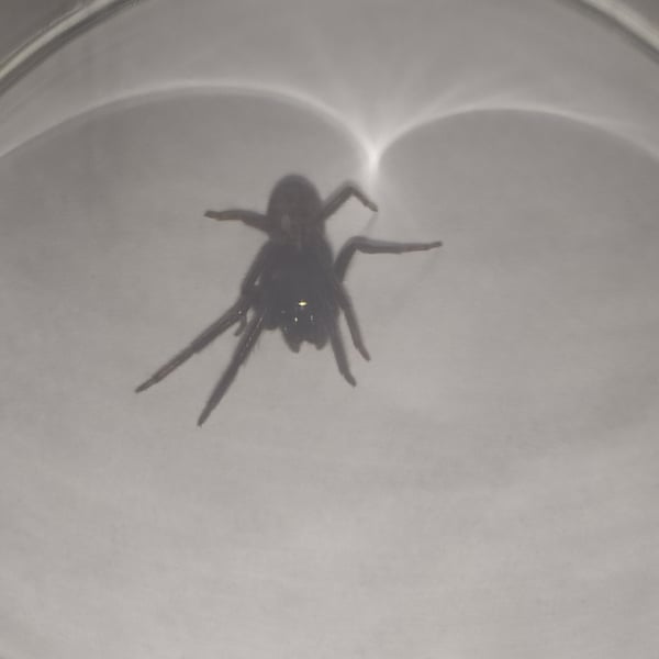 Segestria florentina