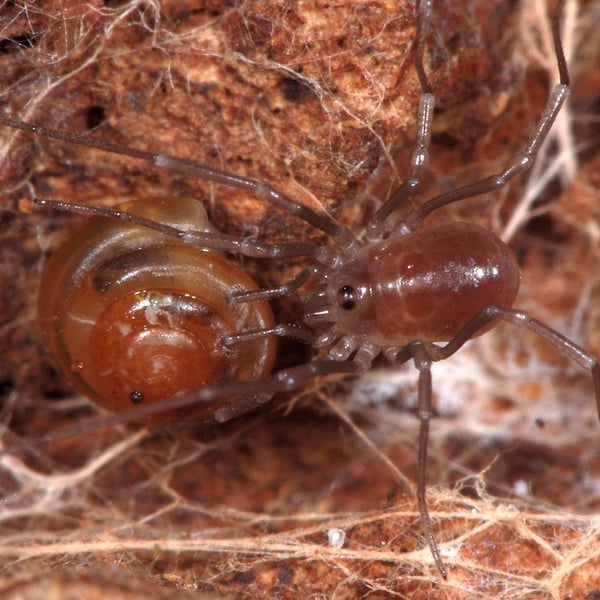 Opiliones