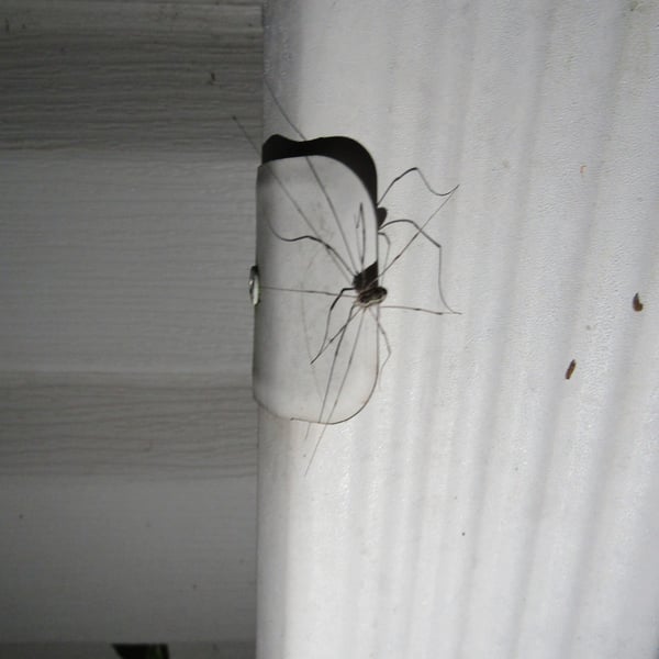 Leiobunum vittatum