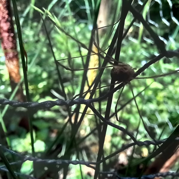 Leiobunum rotundum