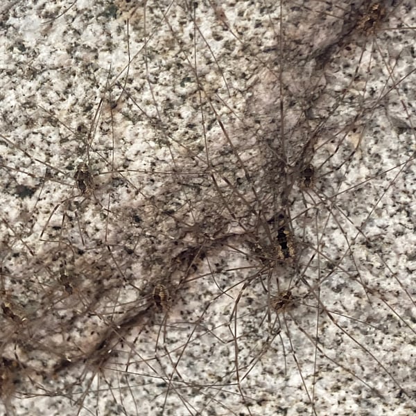 Leuronychus pacificus