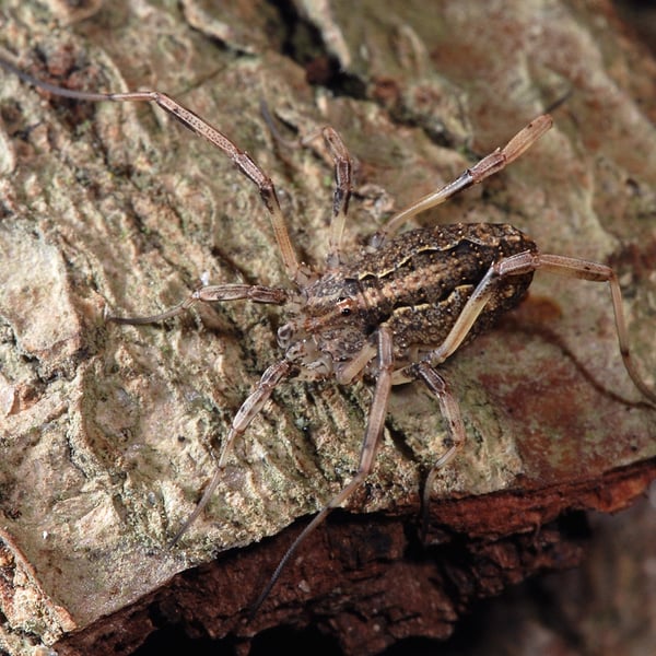 Phalangiidae