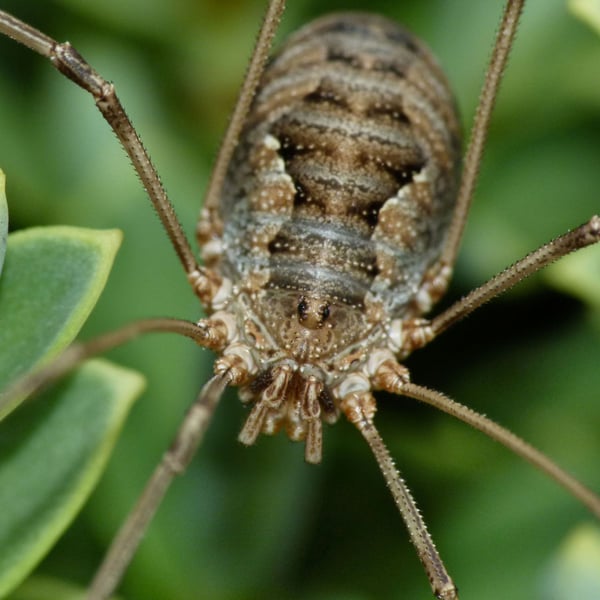 Phalangium opilio