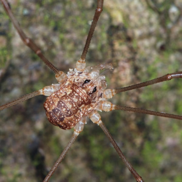 Rilaena triangularis