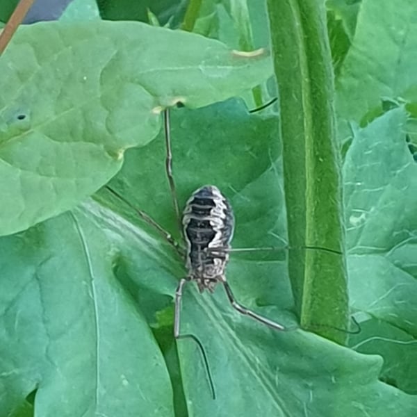 Mitopus