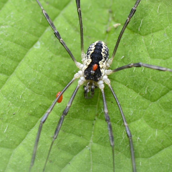 Mitopus morio