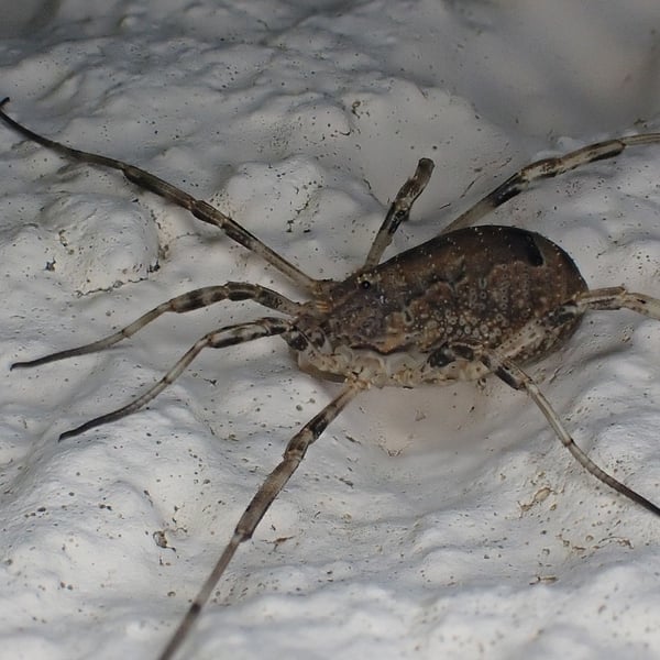 Odiellus spinosus