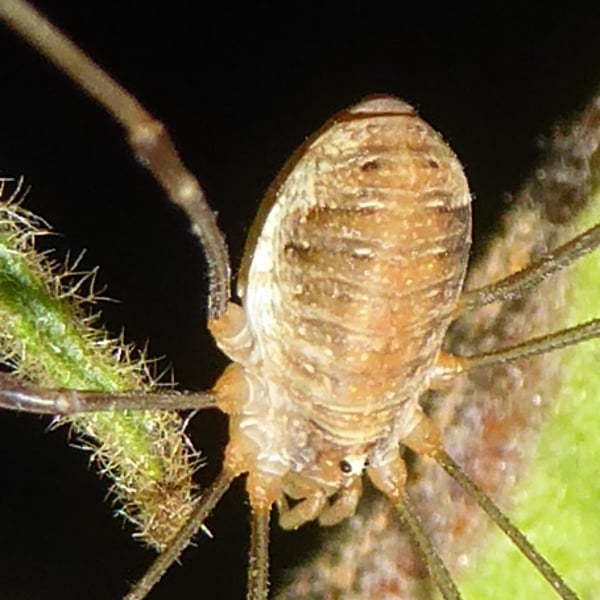 Opilio canestrinii