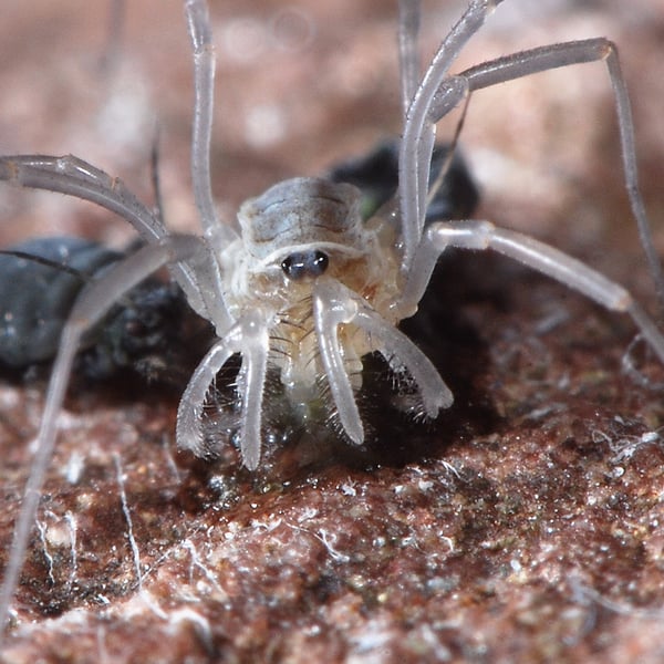 Dicranopalpus
