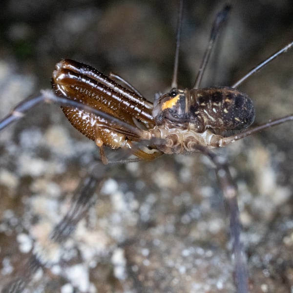 Neopilionidae