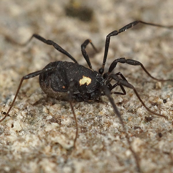 Nemastomatidae