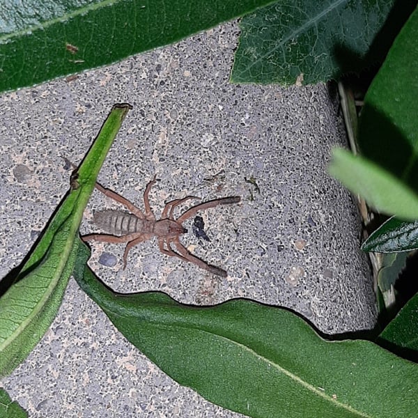 Solifugae