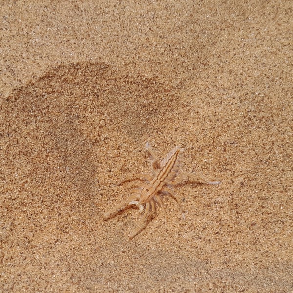 Solpugidae