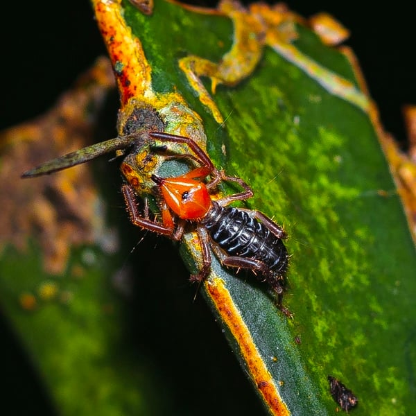 Ammotrechidae