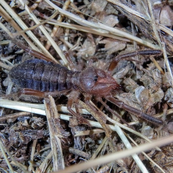 Daesiidae