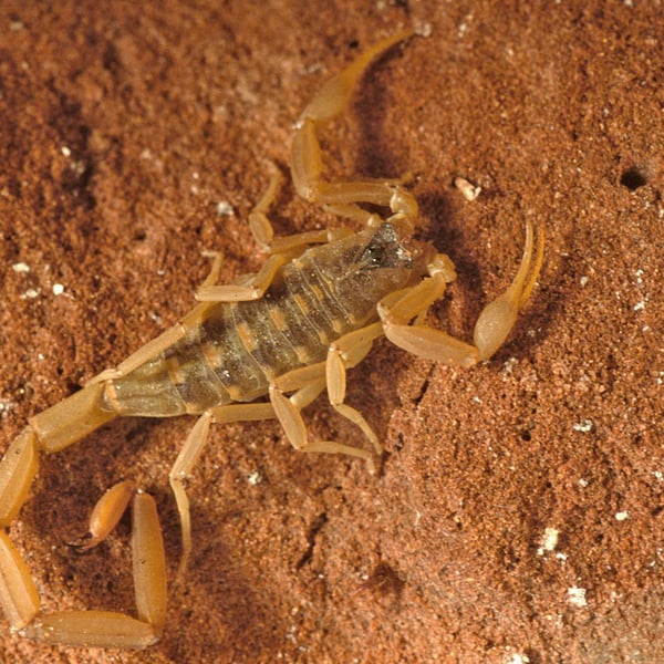 Centruroides vittatus