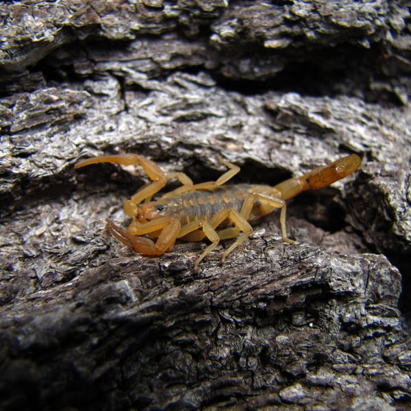 Centruroides sculpturatus