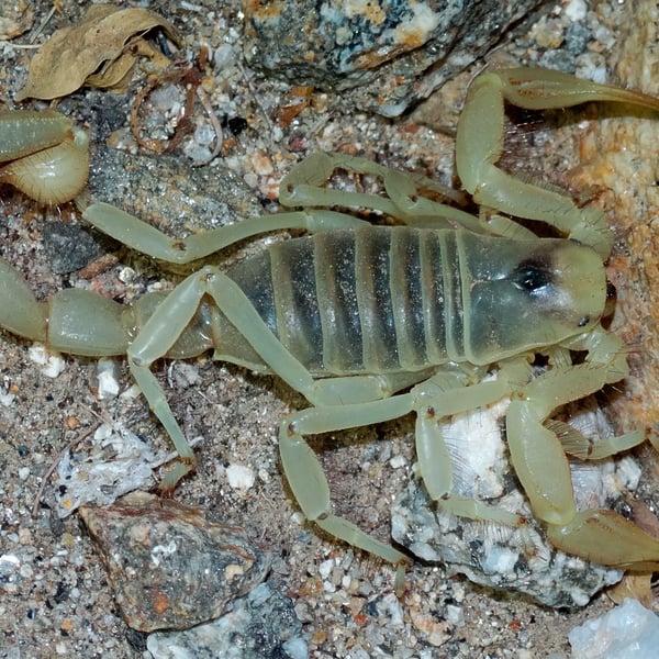 Hadrurus arizonensis