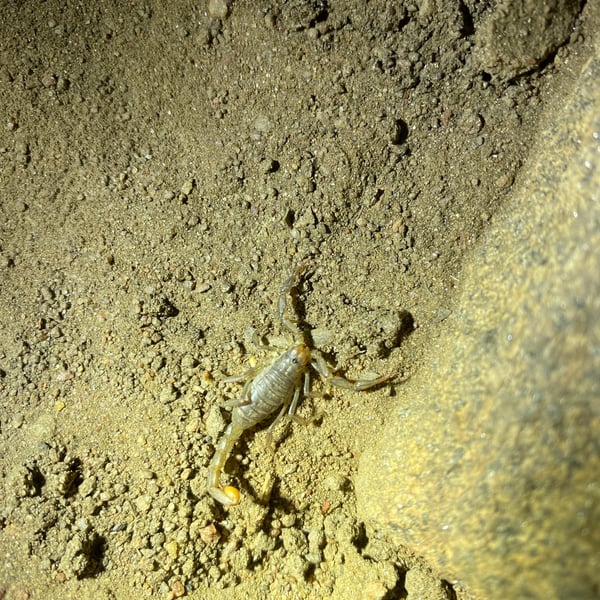 Vaejovidae