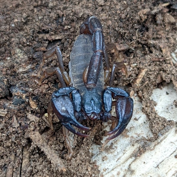 Uroctonus mordax