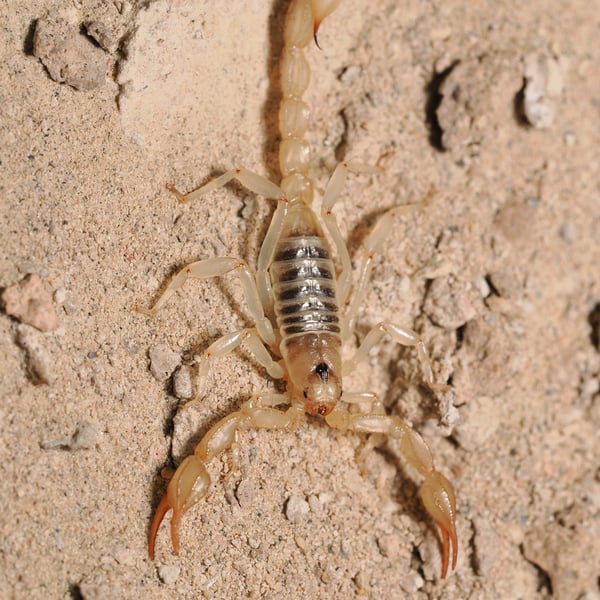 Paruroctonus boreus