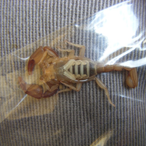 Pseudouroctonus