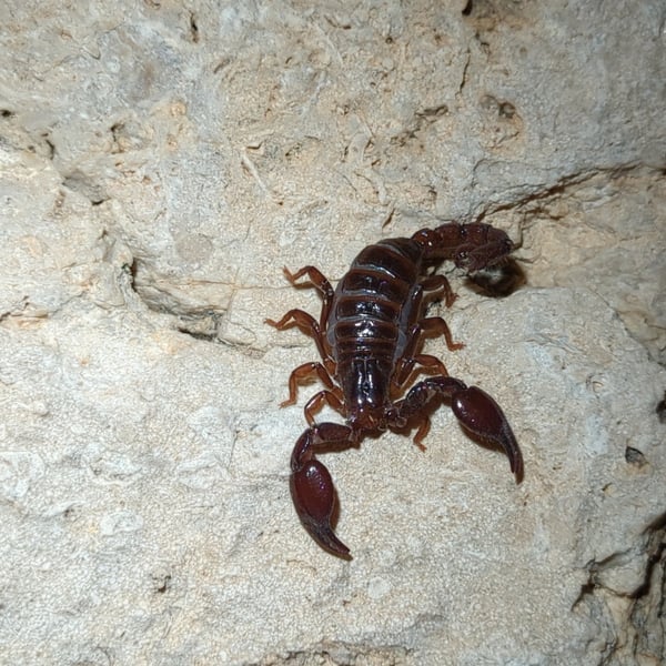 Pseudouroctonus reddelli