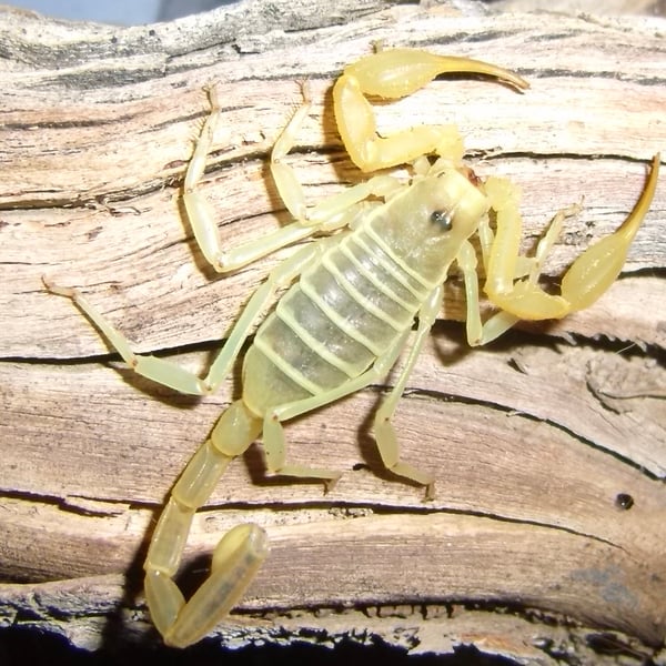 Smeringurus mesaensis