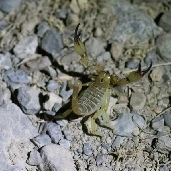 Anuroctonus
