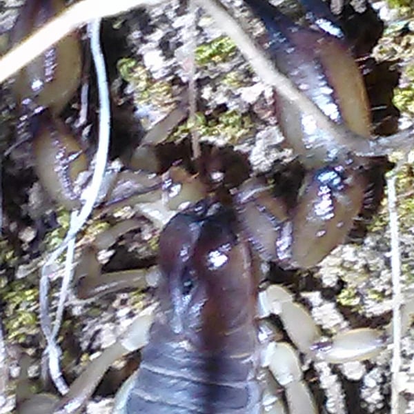 Anuroctonus pococki