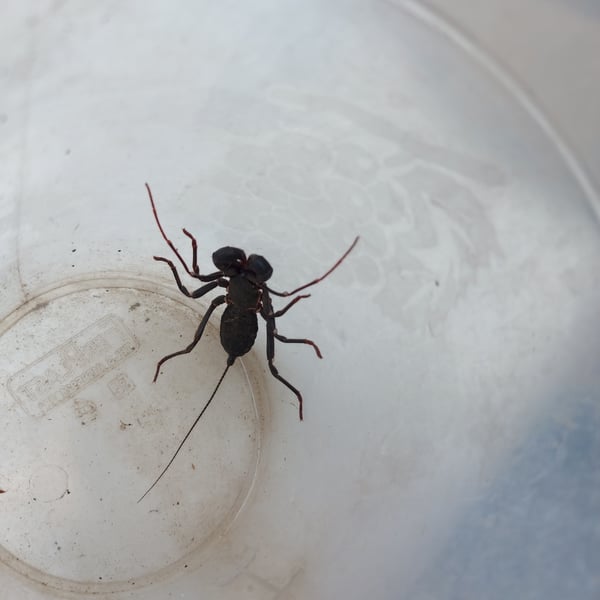 Mastigoproctus giganteus