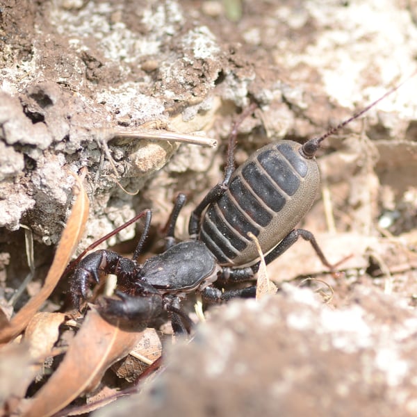 Mastigoproctus tohono