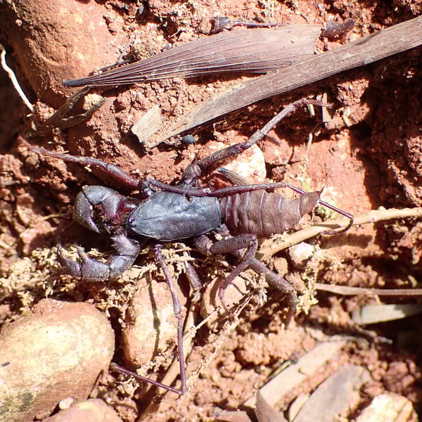 Typopeltis crucifer