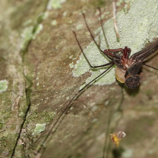 Amblypygi